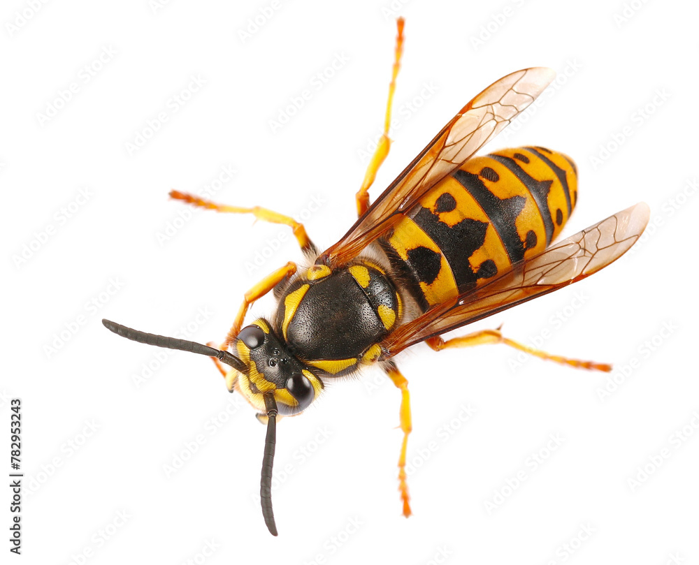 European hornet (Vespa crabro) isolated on white European hornet (Vespa crabro) isolated on white
