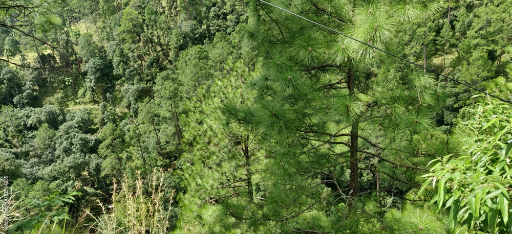 Beautiful forest trees in it's natural beaut Beautiful forest trees in it's natural beaut