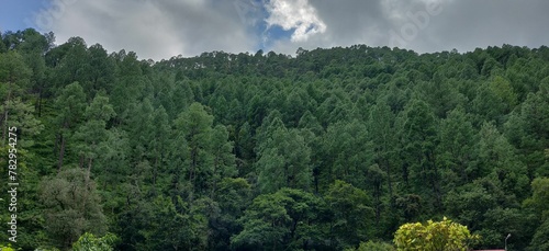 Beautiful forest trees in it's natural beaut