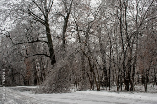 Wallpaper Mural Beautiful winter view of leafless trees in a snowy park Torontodigital.ca