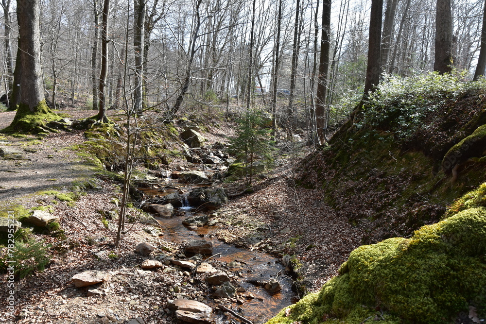 Natural landscape view of a forest with tall trees and a small stream Natural landscape view of a forest with tall trees and a small stream