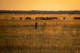 Cheetahs stalking wildebeest animals