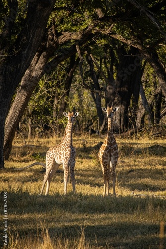 Photography Vertical shot of giraffes in a forest