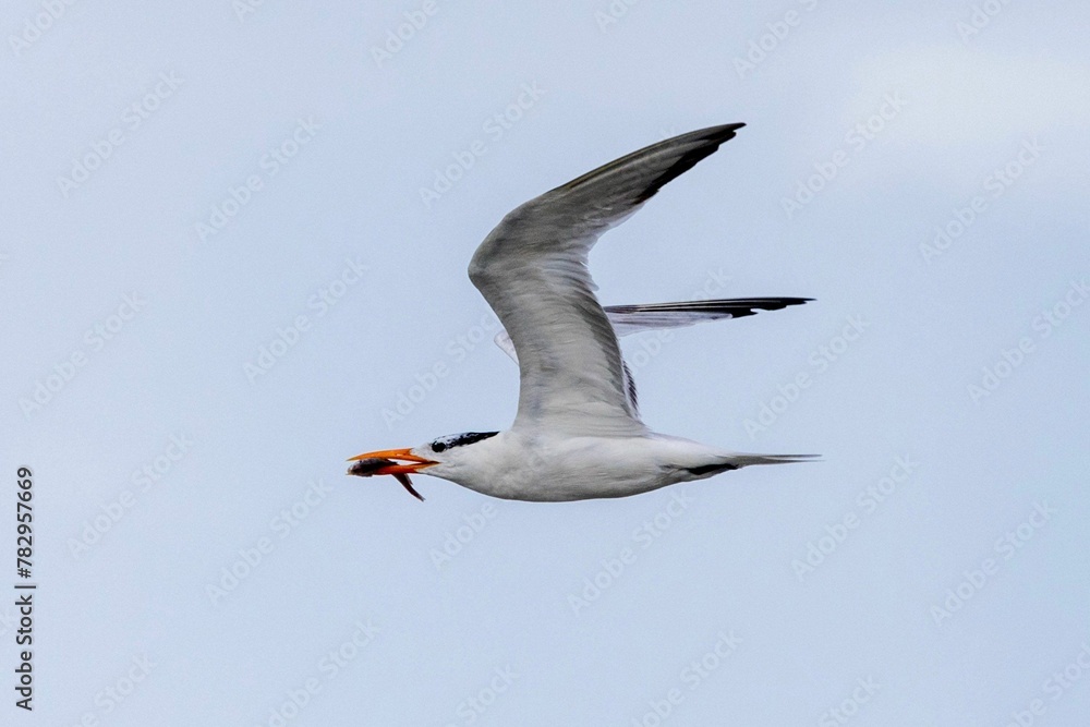Obraz premium Flying seagull catches fish over the coast of St Augustine, Florida, USA
