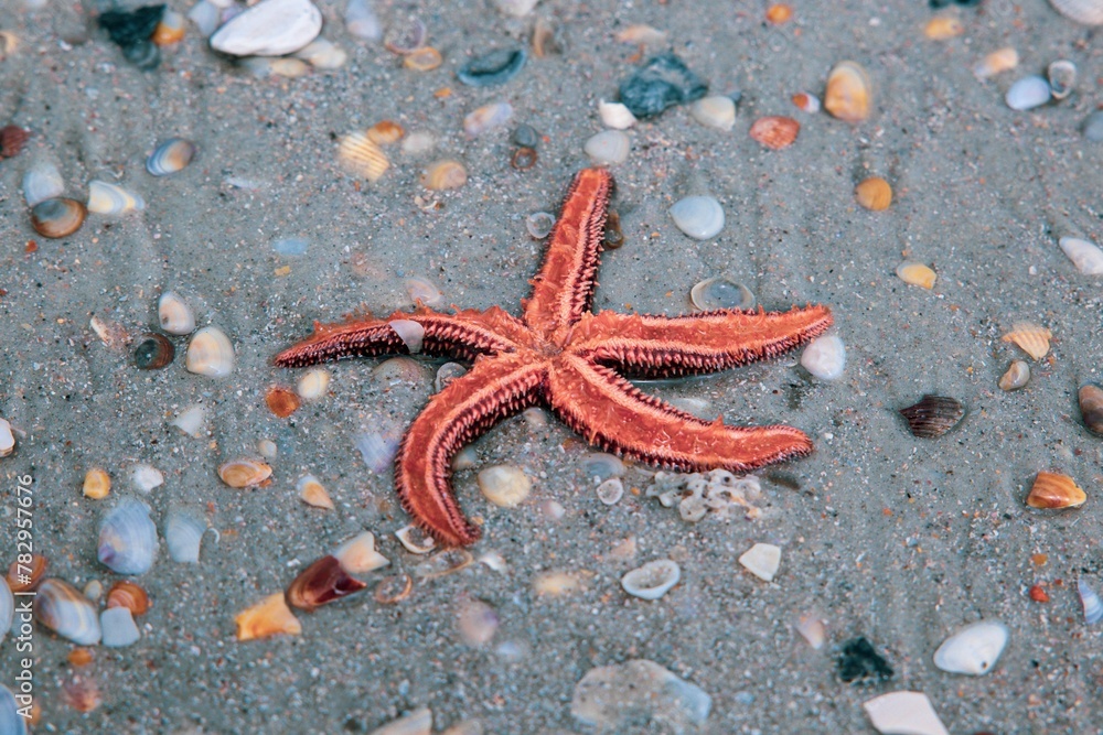 Closeup shot of a starfish on the shore in St Augustine, Florida, USA Closeup shot of a starfish on the shore in St Augustine, Florida, USA