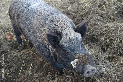 Closeup shot of a boar with a gray coat and black ears in an enclosure for wild animals photo
