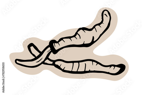 Cordyceps mushroom hand drawn illustration on white background. Edible mushroom icon. 