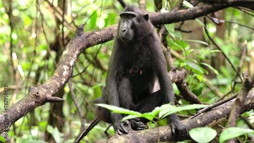 Portrait of sulawesi crested macaque, macaca nigra, black monkey in wild