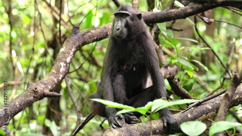 Portrait of sulawesi crested macaque, macaca nigra, black monkey in wild photo