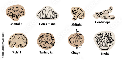 Set of hand drawn medicinal mushrooms with names on white background. Chaga, reishi, shitaki, cordyceps, turkey tail and lions mane mushroom illustration. 