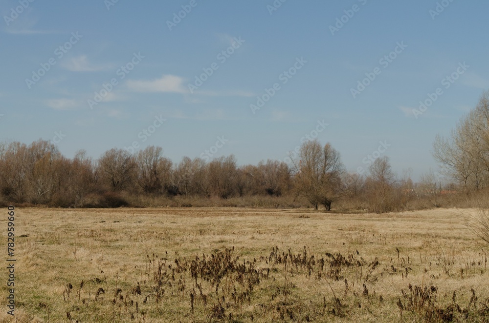 Swamp covered with grass and autumn trees Swamp covered with grass and autumn trees