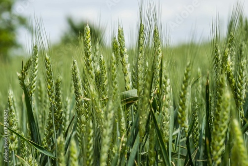 Closeup of a flowering phase of wheat plants cultivated in the farm field photo