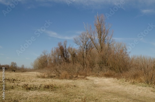 Swamp covered with grass and autumn trees