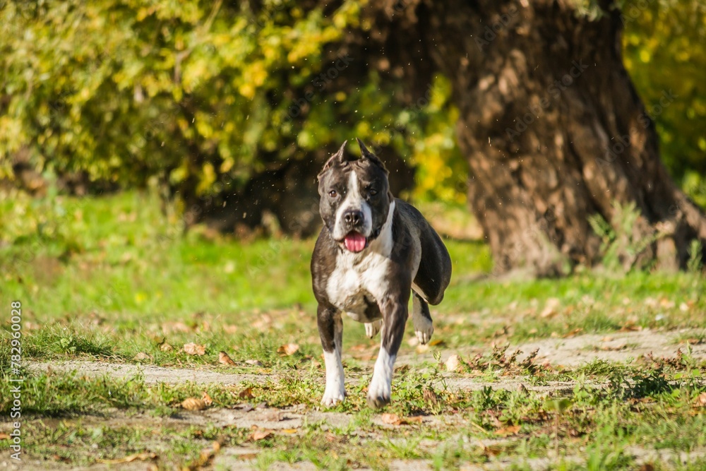 American Staffordshire terrier in a green park American Staffordshire terrier in a green park