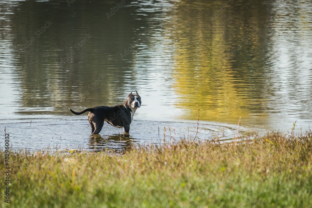 American Staffordshire terrier in a pond