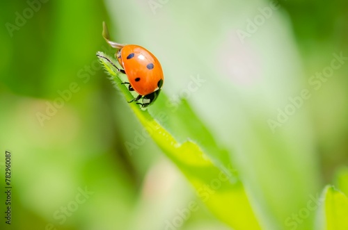 Closeup shot of a small ladybug perched on a green leaf in sunny weather on a blurred background