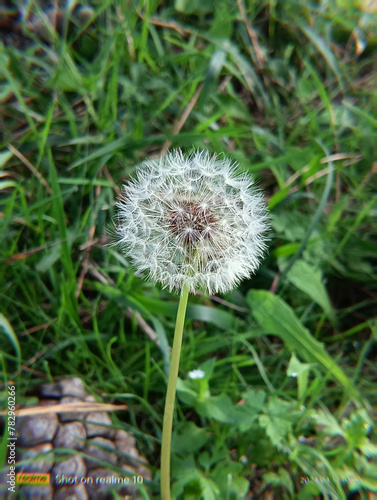 Dandelion