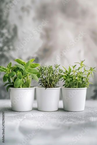 Three white pots with plants  suitable for interior design projects