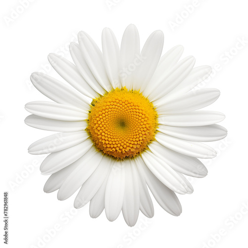 Daisy flower. Chamomile flower symbol 