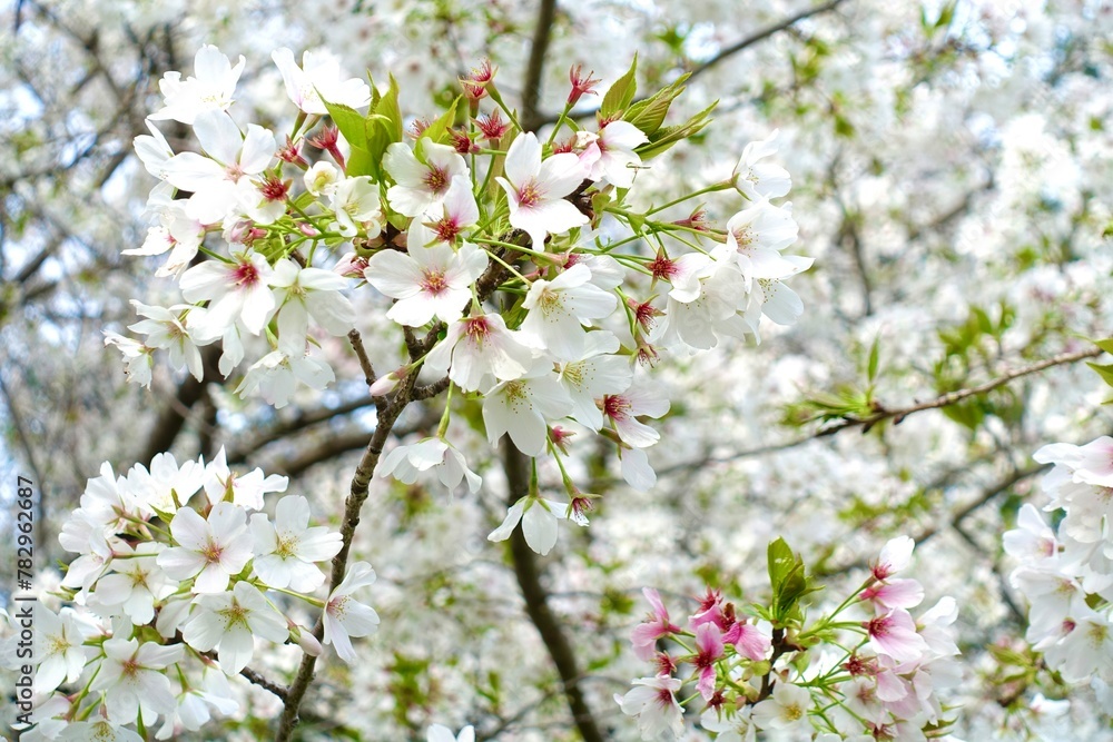 Obraz premium 桜咲く ソメイヨシノ7分咲き