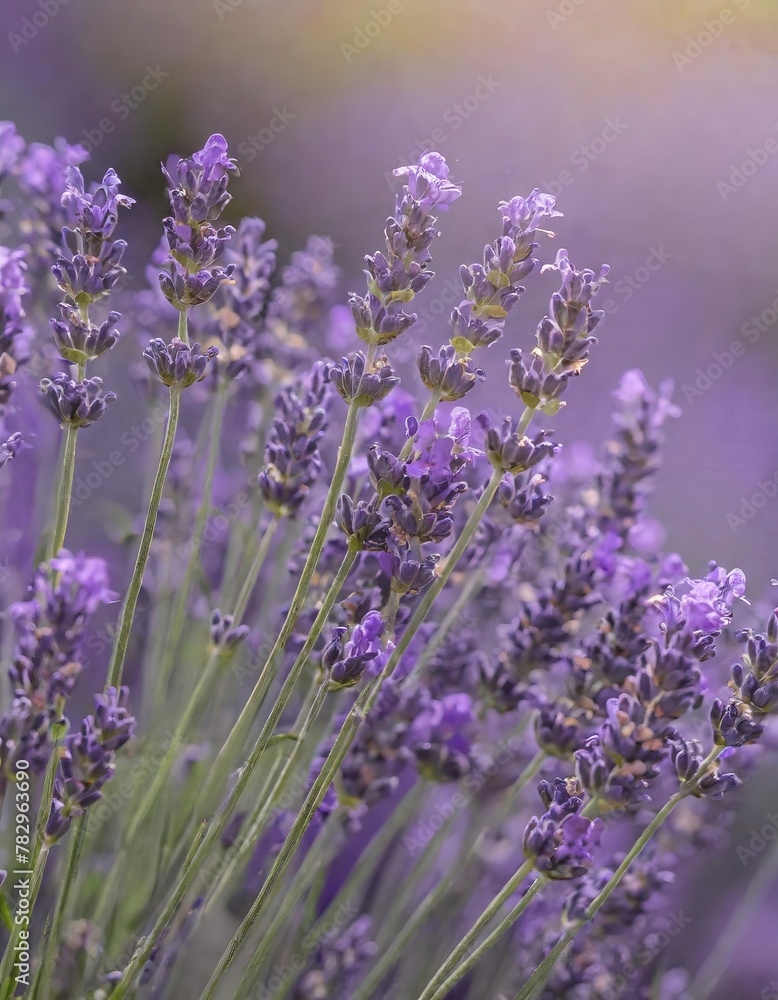 Obraz premium in the heart of lavender fields at their peak of bloom, where the air is rich with the plant's distinctive, calming aroma