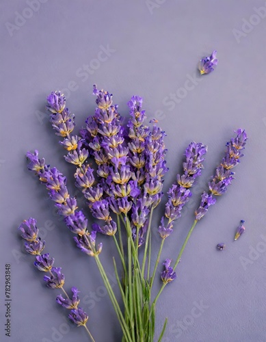  in the heart of lavender fields at their peak of bloom  where the air is rich with the plant s distinctive  calming aroma