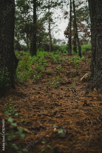 Vertical shot of green grass growing in a forest under a cloudy sky