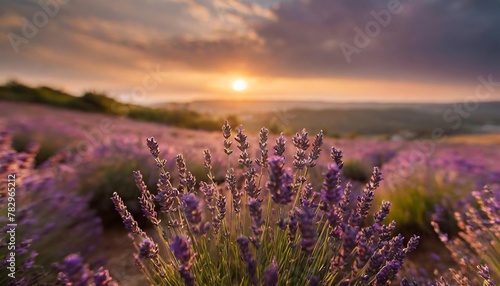 breathtaking beauty of lavender fields bathed in the warm glow of a setting sun