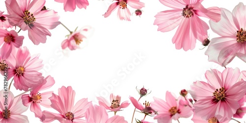 Vibrant pink flowers against a clean white backdrop. Ideal for floral designs