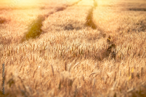Beautiful golden wheat field in afternoon, rural scenery under shining sunlight