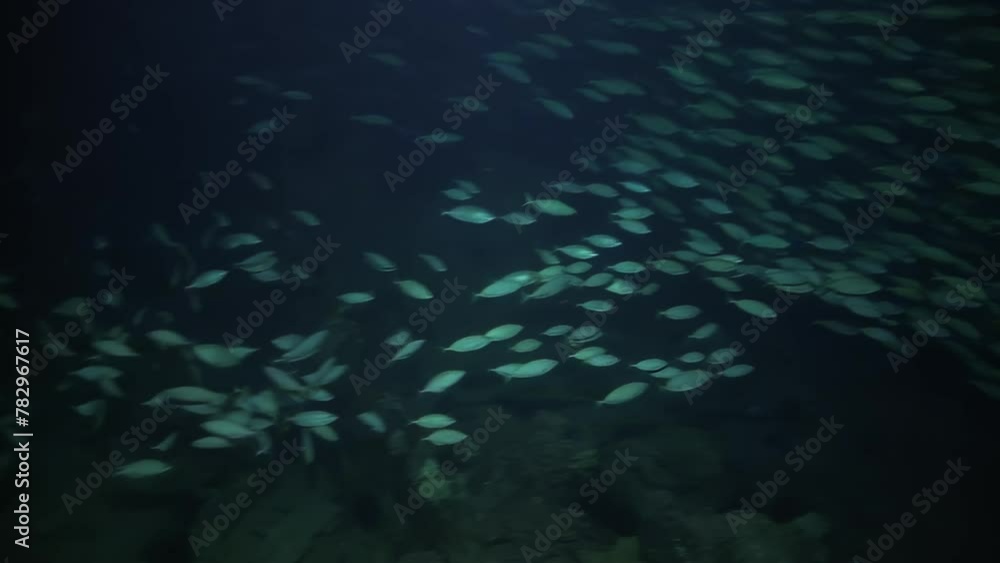 A school of fish swimming in the ocean. The fish are all different sizes and colors. The water is dark and murky A school of fish swimming in the ocean. The fish are all different sizes and colors. The water is dark and murky