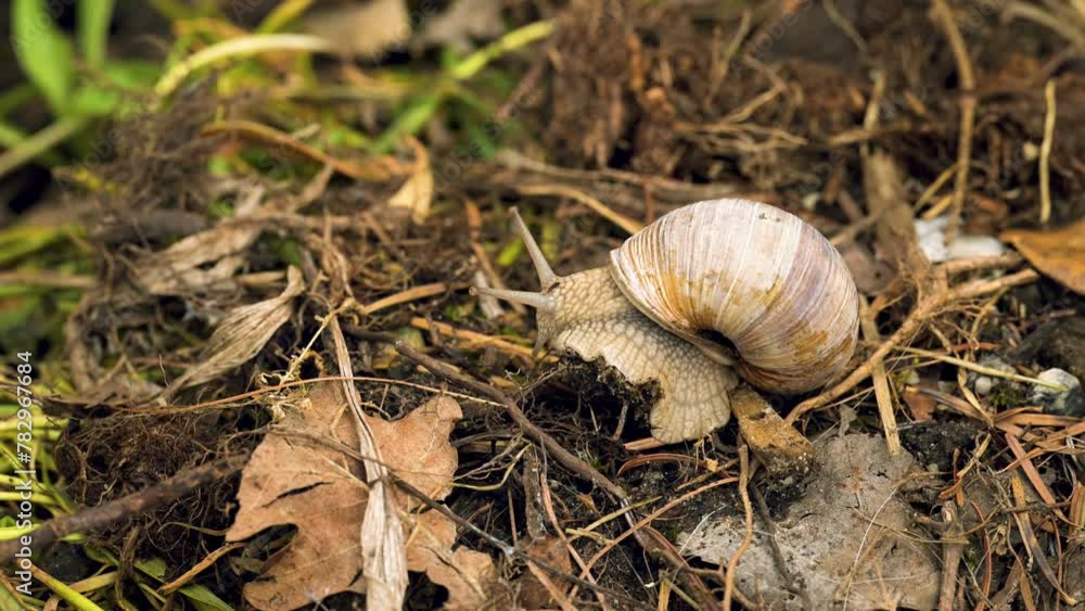 Eine Weinberschnecke ist langsam unterwegs Eine Weinberschnecke ist langsam unterwegs