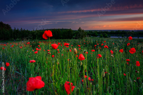 Beautiful meadow with the poppy flowers at sunset, Poland