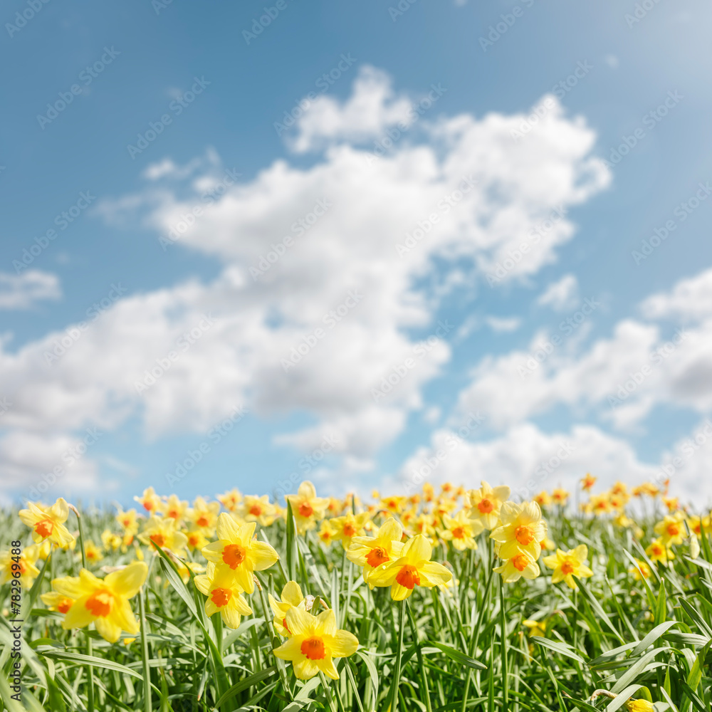 Fototapeta premium Spring flower background Daffodils against a blue sky