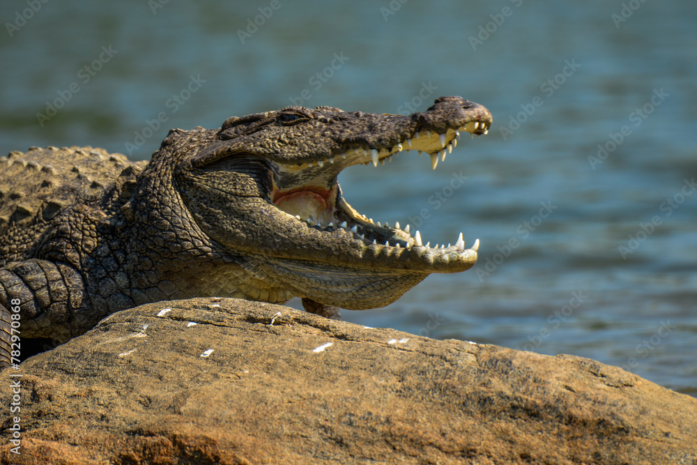 Fototapeta premium Marsh Crocodile