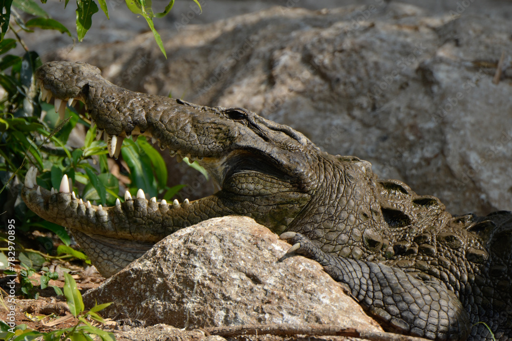 Fototapeta premium Marsh Crocodile