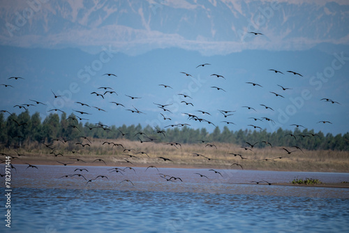 Flock of Great Cormorants Flying over River in mountains Area 