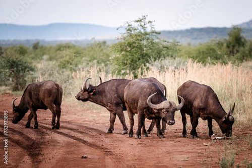 Buffalo can be seen in the Pilansberg Nature Reserve, South Africa. 