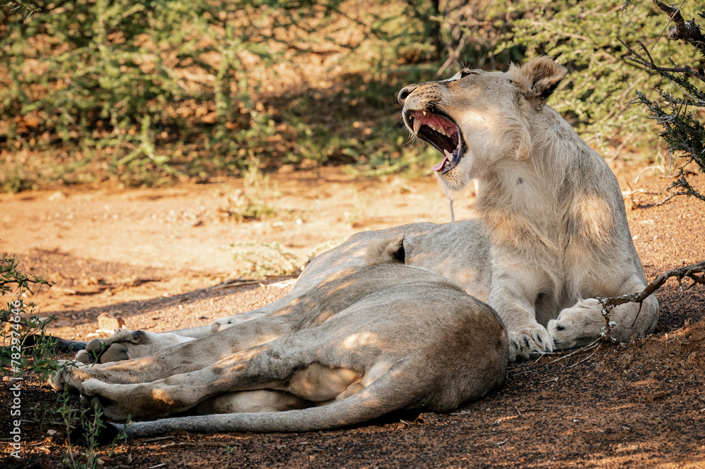 Lions can be seen in the Pilansberg Nature Reserve, South Africa. Lions can be seen in the Pilansberg Nature Reserve, South Africa.