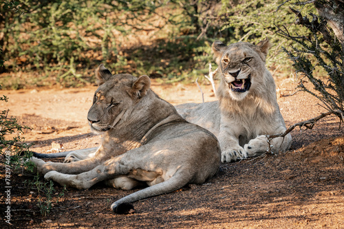 Lions can be seen in the Pilansberg Nature Reserve, South Africa. 