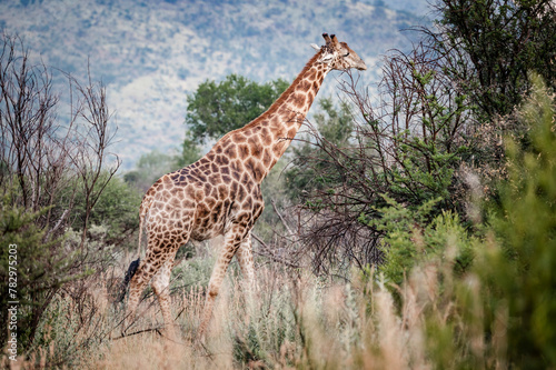 Giraffes can be seen in the Pilansberg Nature Reserve, South Africa. 