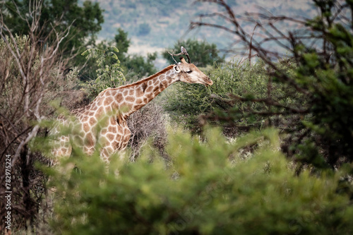 Giraffes can be seen in the Pilansberg Nature Reserve, South Africa. 