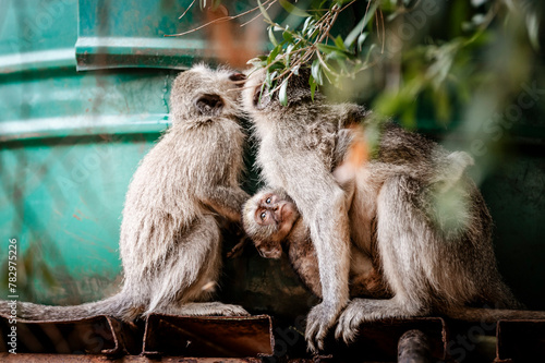 Small monkeys with a baby can be seen drinking water from a container in the Pilansberg Nature Reserve in South Africa. 
