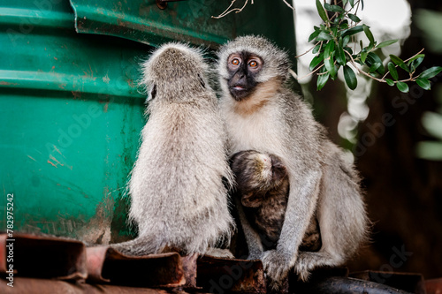 Small monkeys with a baby can be seen drinking water from a container in the Pilansberg Nature Reserve in South Africa. 