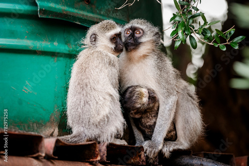 Small monkeys with a baby can be seen drinking water from a container in the Pilansberg Nature Reserve in South Africa. 