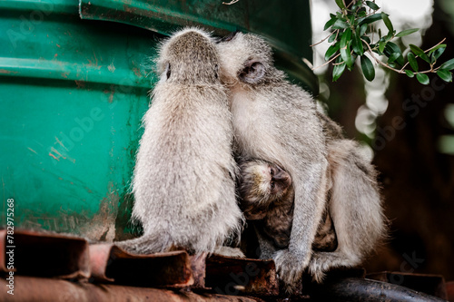 Small monkeys with a baby can be seen drinking water from a container in the Pilansberg Nature Reserve in South Africa. 