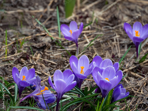 Delicate purple crocuses emerged from the ground. Spring floral background with saffron.