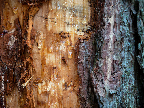Background with pine bark, wood and resin. Drops of resin are visible on the wood. The rough texture of pine bark is visible from the side.