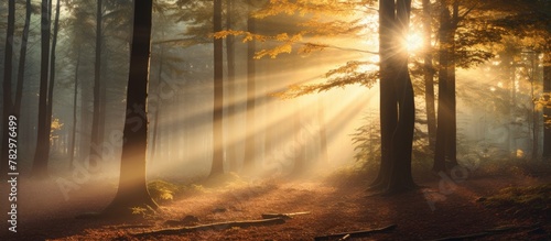 Sunbeams illuminate forest ...