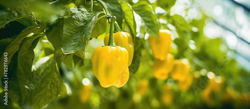 Green Peppers Hanging from ...